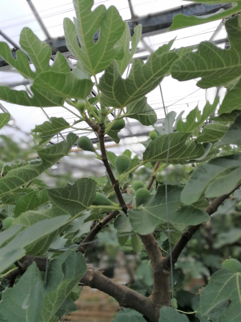 Read more about the article Karma Verde Fresh newest Farmtech Society Member!